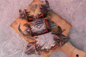 tied black mud crab. Australian Giant Mud Crab or Scylla serrata. Freshly caught and alive photo