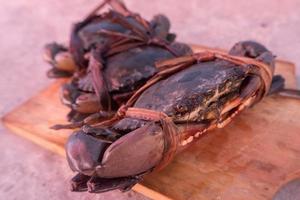 tied black mud crab. Australian Giant Mud Crab or Scylla serrata. Freshly caught and alive photo