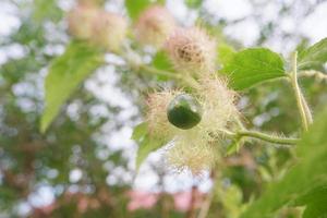 seletive focus to raw green fruit of Scarletfruit passionflower, Stinking passionflower Passiflora foetida. in Indonesian it is called markisa hutan, soft focus photo