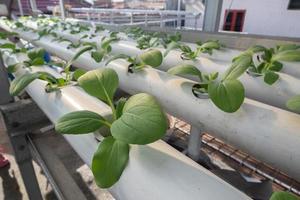 selectivo atención en lechuga con el hidropónico método, el concepto de jardinería en el yarda de el casa foto