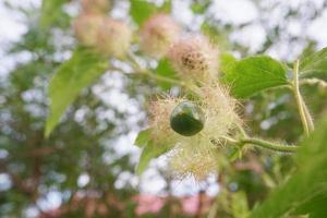 seletive focus to raw green fruit of Scarletfruit passionflower, Stinking passionflower Passiflora foetida. in Indonesian it is called markisa hutan, soft focus photo