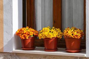 pots with yellow flowers in a window sill photo