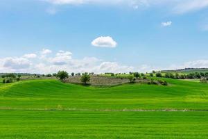 beautiful green field under blue sky photo