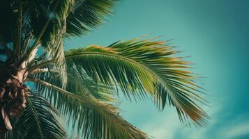 Palm tree sunny background. Illustration photo