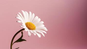 Chamomile flower on pink background. Illustration photo