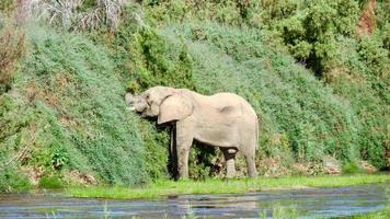 Desert elephant grazes on the riverbank of Hoarusib river Kaokoveld Namibia photo