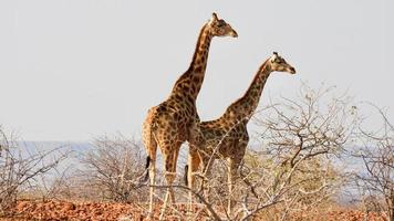 jirafas en el vasto Desierto de damaraland Namibia foto