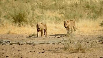 Two young lion come to a waterhole in the savannah photo