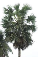 un palma árbol con un blanco antecedentes foto