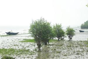 the trees stand on the sand near the river. photo