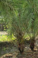 Two little Date palm trees in a garden. photo