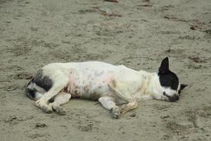 A village dog was sleeping on the sand in Bagerhat, Bangladesh photo