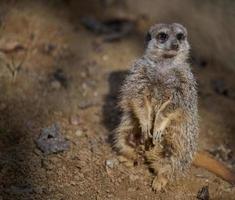 A meerkat stands and looks ahead on a spring day photo