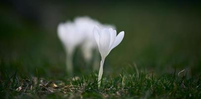 Blooming white crocuses with green leaves in the garden, spring flowers photo