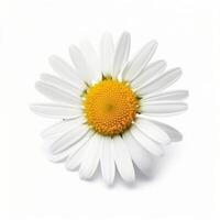 Chamomile flower on white background. Illustration photo