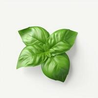 Basil leaf isolated. Illustration photo