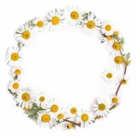 Circle chamomile frame. Illustration AI Generative photo