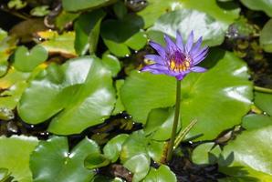 púrpura loto flor con abeja absorber en polen foto