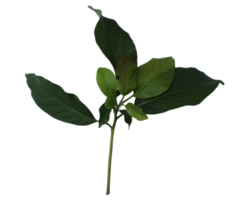 a sprig of avocado leaf png