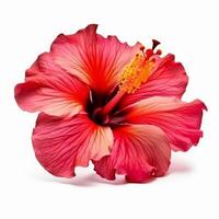 Hibiscus flower isolated. Illustration photo