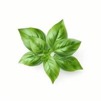 Basil leaf isolated. Illustration photo