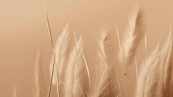Pampas grass Minimalist Background. Illustration photo