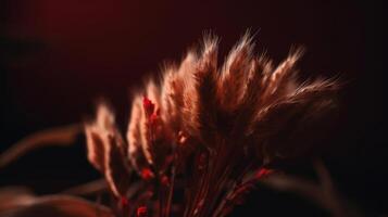 Dry Rabbit tail grass. Illustration photo