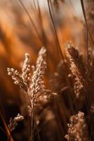 Natural Background with dry grass. Illustration photo