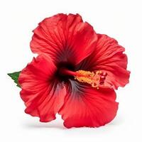 Hibiscus flower isolated. Illustration photo