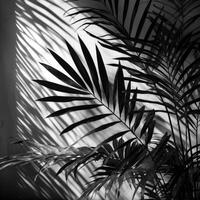 Palm leaves shadow. Illustration photo