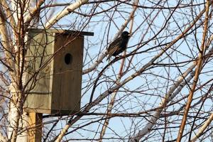 Starling on a birdhouse in the spring forest. Starling sitting on a tree. photo