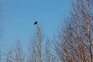 Black crow sitting on a tree branch against the blue sky in winter photo