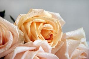 foto de un ramo de flores de rosas en un blanco antecedentes