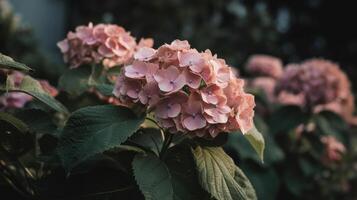 Hydrangea flower background. Illustration photo