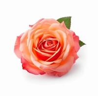 Rose flower isolated. Illustration photo