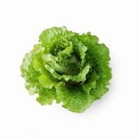 Green lettuce isolated. Illustration photo