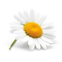 Chamomile flower on white background. Illustration photo