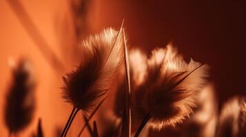 Dry Rabbit tail grass. Illustration photo