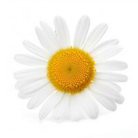 Chamomile flower on white background. Illustration photo