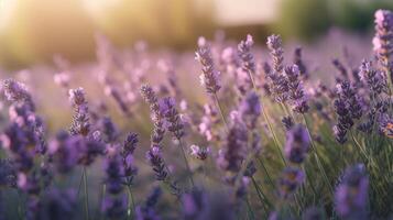 Lavender field. Illustration AI Generative photo