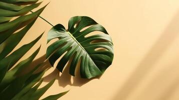Monstera leaf. Shadow background. Illustration photo