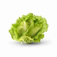 Green lettuce isolated. Illustration photo