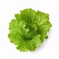 Green lettuce isolated. Illustration photo