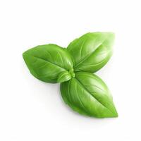 Basil leaf isolated. Illustration photo