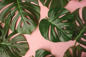 Natural monstera leaves background. Illustration photo