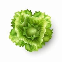 Green lettuce isolated. Illustration photo