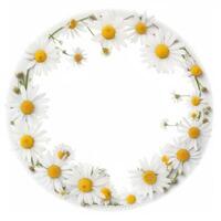 Circle chamomile frame. Illustration photo