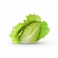 Green lettuce isolated. Illustration photo