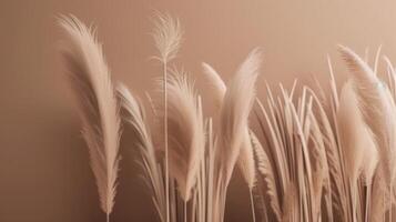 Pampas grass Minimalist Background. Illustration photo