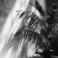 Palm leaves shadow. Illustration photo